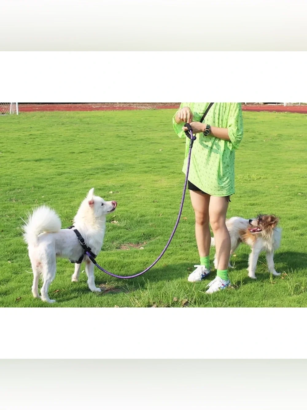 Purple Reflective Braided Climbing Rope Dog Leash w/ Comfort Grip
